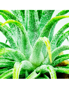 Ionantha Ionantha Grey Tillandsia Ecoterrazas 2