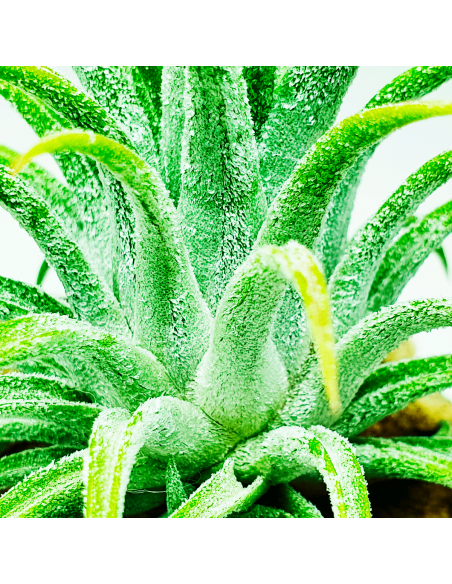 Ionantha Ionantha Grey Tillandsia Ecoterrazas