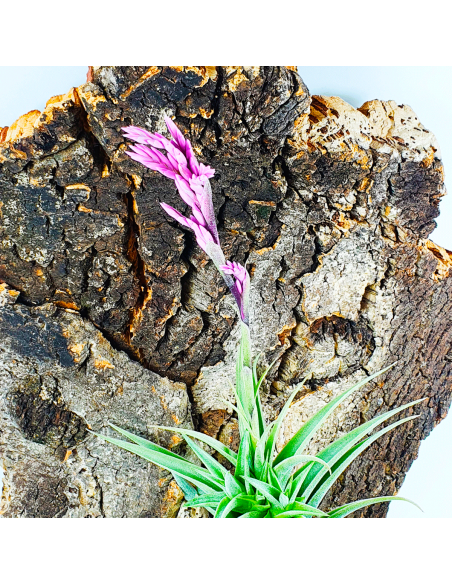 Purpurea Tillandsia Ecoterrazas
