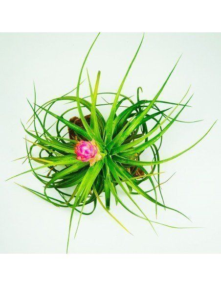 Tillandsia Stricta Hart Ecoterrazas