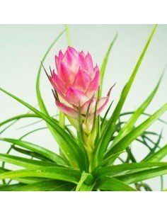 Stricta Hart Tillandsia Ecoterrazas 2