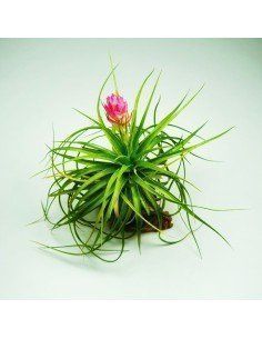 Stricta Hart Tillandsia Ecoterrazas
