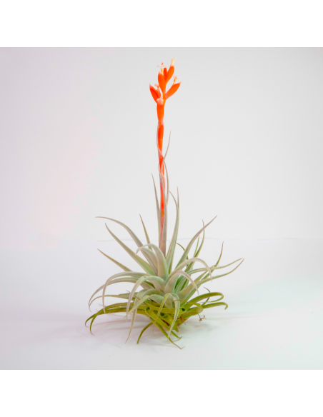 Tillandsia Recurvifolia Subsecundifolia Ecoterrazas