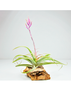 Tillandsia Purpurea Spiral Ecoterrazas