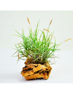 Bandensis Tillandsia Ecoterrazas
