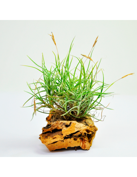 Bandensis Tillandsia Ecoterrazas