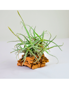 Reichenbachii Clump Tillandsia Ecoterrazas