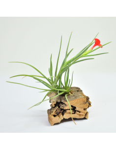 Albertiana Tillandsia Ecoterrazas
