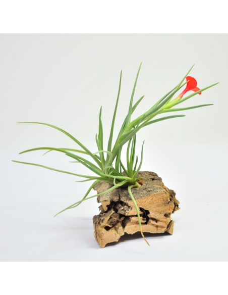 Albertiana Tillandsia Ecoterrazas