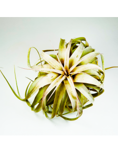 Tillandsia Xerographica Ecoterrazas