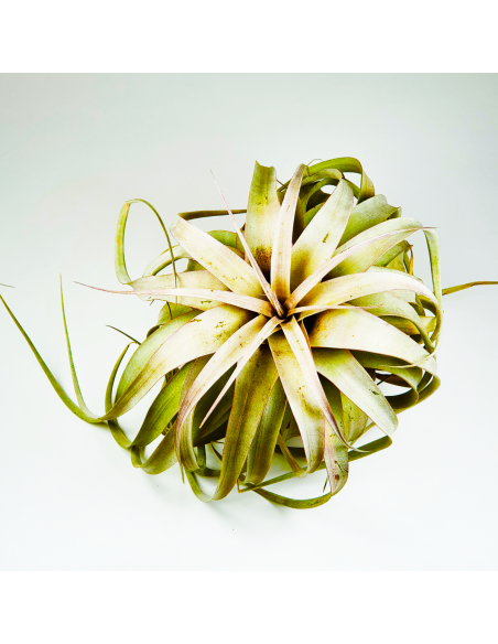 Tillandsia Xerographica Ecoterrazas