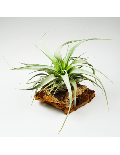 Tillandsia Xerographica Ecoterrazas 2