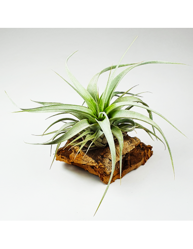 Tillandsia Xerographica Ecoterrazas
