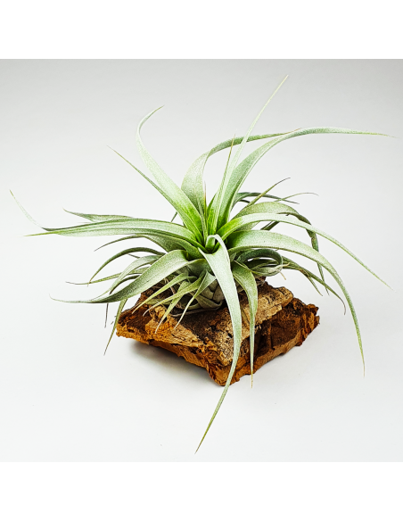 Tillandsia Xerographica Ecoterrazas