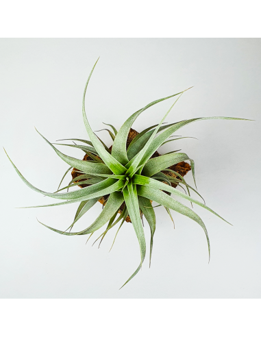 Tillandsia Xerographica Ecoterrazas