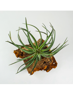Tillandsia Aeranthos Red-Leaved Ecoterrazas 2