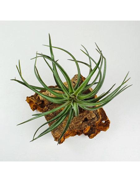 Tillandsia Aeranthos Red-Leaved Ecoterrazas