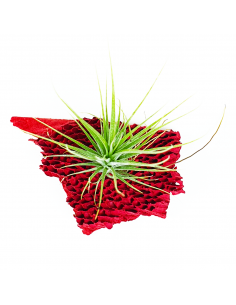 Tillandsia Stricta Grün x Stricta Piniformi Ecoterrazas 2