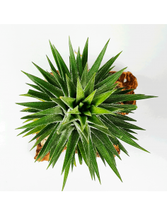 Tillandsia Ionantha Cone Type Ecoterrazas 2