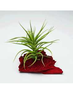 Aeranthos Minuette Tillandsia Ecoterrazas