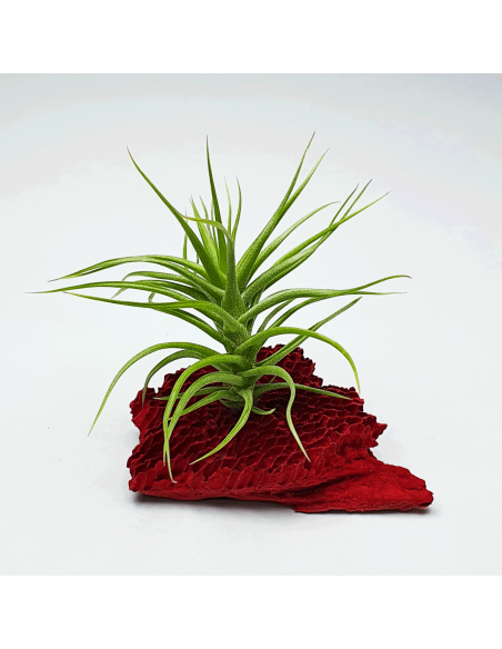 Aeranthos Minuette Tillandsia Ecoterrazas