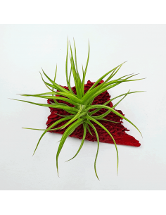 Tillandsia Aeranthos Minuette Ecoterrazas 2