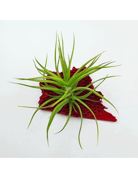 Aeranthos Minuette Tillandsia Ecoterrazas