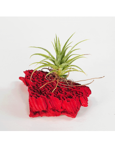 Tillandsia Roseiflora Ecoterrazas