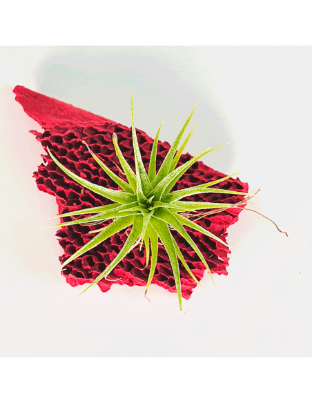 Tillandsia Roseiflora Ecoterrazas