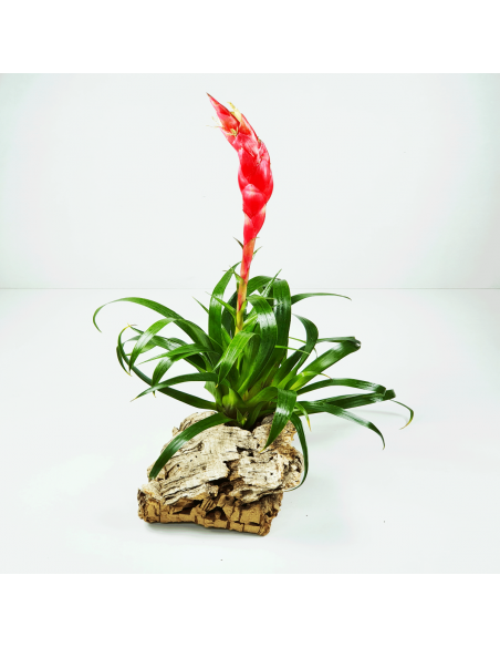Astrid Vriesea Tillandsia Ecoterrazas