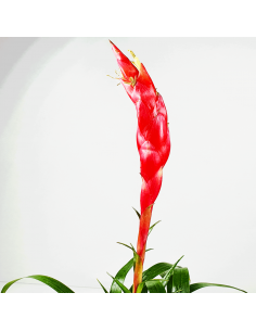 Bromelia Astrid Vriesea Ecoterrazas 2