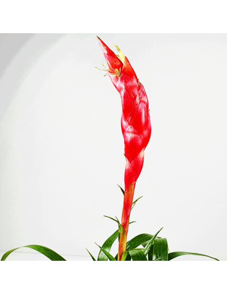 Astrid Vriesea Tillandsia Ecoterrazas