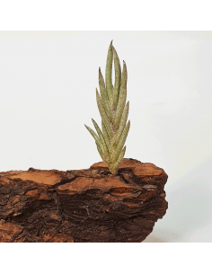 Tillandsia Capillaris Tipo 5 Ecoterrazas