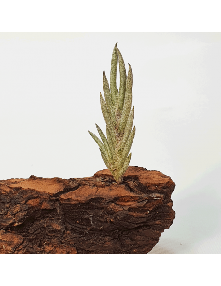 Tillandsia Capillaris Tipo 5 Ecoterrazas
