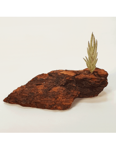 Tillandsia Capillaris Tipo 5 Ecoterrazas 2