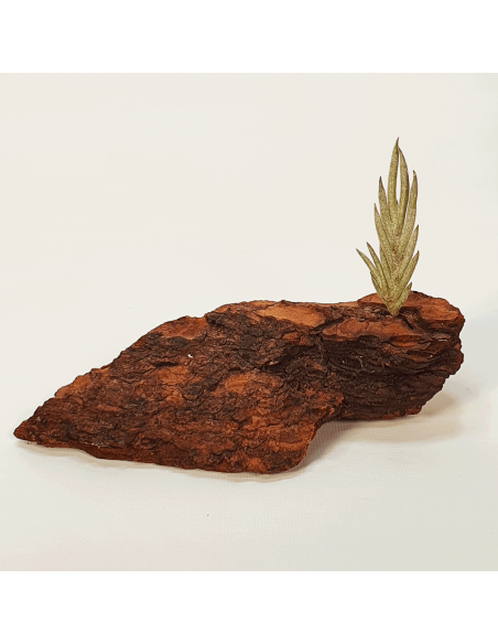 Tillandsia Capillaris Tipo 5 Ecoterrazas