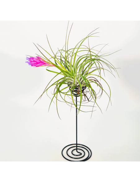 Metal stand for Tillandsias