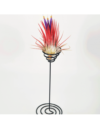 Metal stand for Tillandsias 2