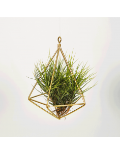 Soporte metálico colgante para Tillandsias