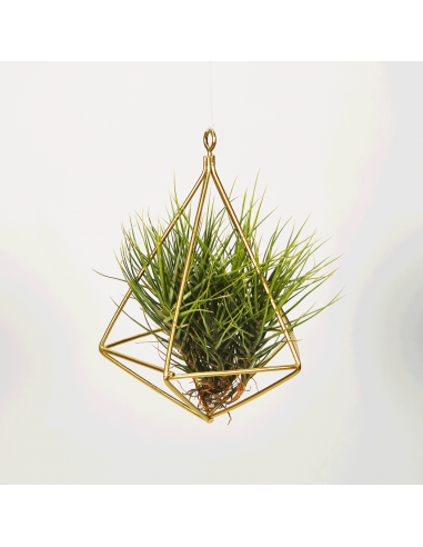 Hanging metal stand for Tillandsias