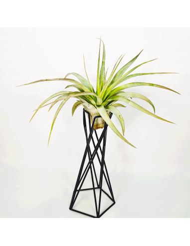 Soporte/base metálico para Tillandsias Ecoterrazas