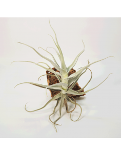 Tillandsia Paleacea Gigantea Perú Ecoterrazas