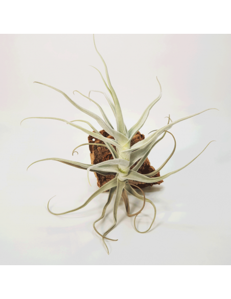 Tillandsia Paleacea Gigantea Perú Ecoterrazas