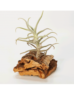 Paleacea Minor Peru Tillandsia Ecoterrazas