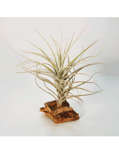 Tillandsia Tectorum Filifoliata Perú Ecoterrazas