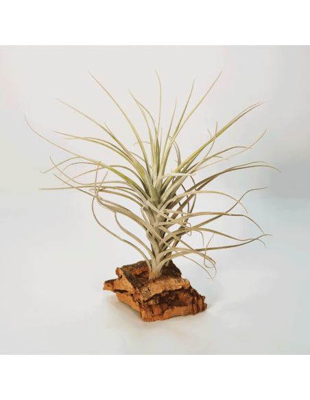 Tillandsia Tectorum Filifoliata Perú Ecoterrazas