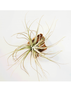 Tillandsia Tectorum Filifoliata Perú Ecoterrazas 2