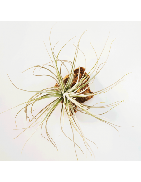 Tillandsia Tectorum Filifoliata Perú Ecoterrazas