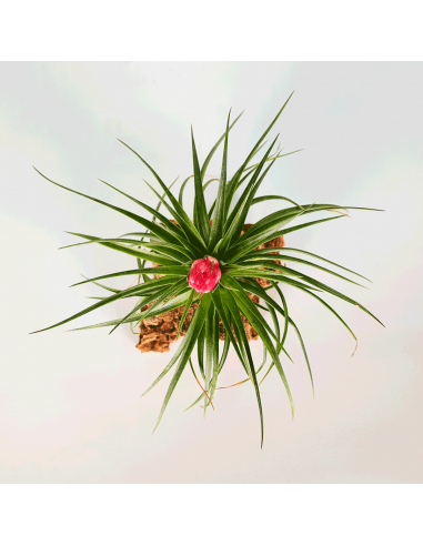 Tillandsia Holm's Stropi Ecoterrazas
