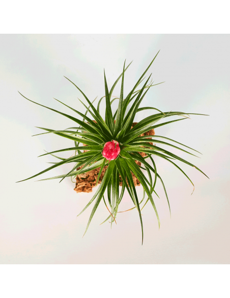 Holm's Stropi Tillandsia Ecoterrazas